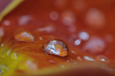 in onze tuin mijn sigma 150 2.8 met 2x converter uitgeprobeerd op een bloemblad met water druppels, er was helaas geen zon maar ik vond de kleuren wel er apart dus toch maar inzenden, foto is gemaakt met statief en afstand bediening, de druppel is maar een paar milimeter groot