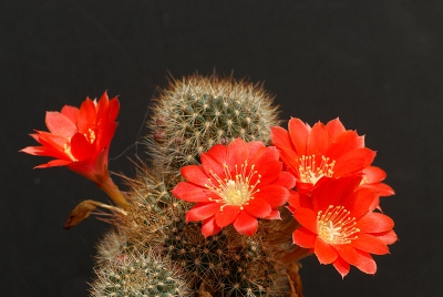 De eerste cacti staan weer in bloei dit is er een van.
