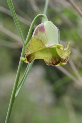 <i class='fa fa-user'></i> Eric van der Aa | Fritillaria acmopetala  <i class='fa fa-eye'> 166</i>   <i class='fa fa-comment-o'> 3</i>