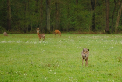 We liepen deze groep Reen onverwachts tegen het lijf. Snel de paraplu neergooien en op de knien, foto's maken! Deze geit bleef een tijdje staan en liet ons foto's maken. Tot ook zij op de vlucht sloeg voor een naderende mountainbiker.
Applaus voor deze fietser, hij bood achteraf  netjes zijn excuses aan!