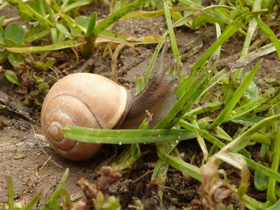 Op een regenachtige dag in de Milligerwaard. Net naast het pad zat deze slak. Hier de macro functie uitgeprobeerd, met dit als resultaat.