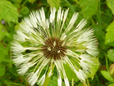 Regenachtige dag in mei. Om de macro functie van mijn camera uit te proberen heb ik een paardebloem gepakt
