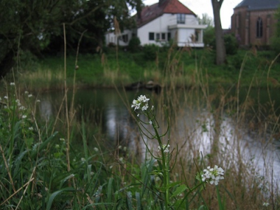 Een regenachtige lentedag in de Millingerwaard. Ik heb geprobeerd een diafragma van 2.0 het plantje scherp op de foto te krijgen en de achtergrond wazig.