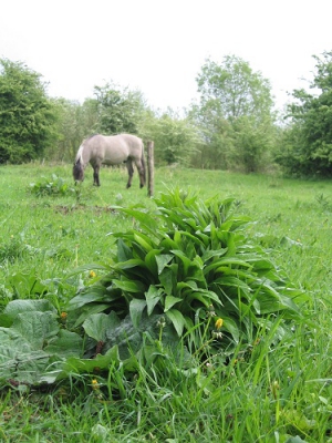 Ik heb voor een laag perspectief gekozen, waarbij het landschap voor het paard op de foto genomen kon worden.