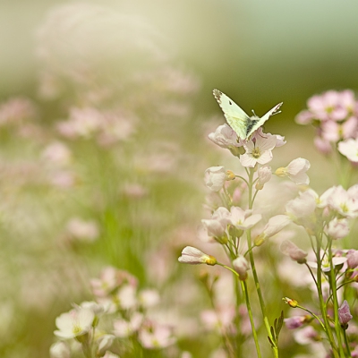 Op een zonnige ochtend, met laag standpunt door de Pinksterbloemen heen gefotografeerd.