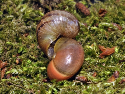 Volgens mij vind je zo'n tafereel niet snel, als je het zoekt. De manier is: gewoon in je tuin prutsen, dan kom je ze vanzelf tegen.

Was getekend: V. Oyeur.