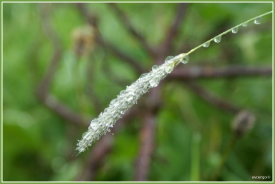 Ook deze foto is genomen onder regenachtige omstandigheden. Dankzij kantelbare liveview scherm zijn m'n knieen niet al te nat geworden. Andere foto te zien op
http://www.flickr.com/photos/lunet-vathorst/