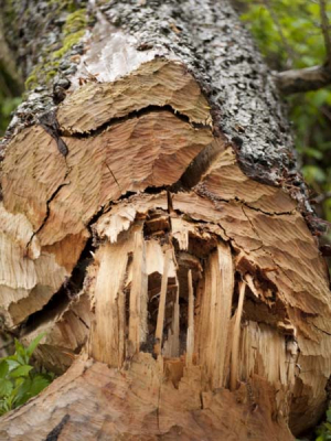 Op deze regenachtige workshopochtend proberen we toch goede foto's te maken