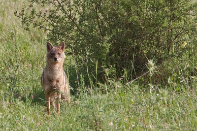 Niet de fraaiste foto, maar voor mij toch wel speciaal. Jakhalsen zijn erg algemeen in deze omgeving, alleen zie (en vooral hoor) je ze alleen 's nachts. Dan komen ze zelfs de dorpen in op zoek naar voedsel.
Bij daglicht (en dus fotografeerbaar) zie je ze eigenlijk nooit. Ik was dus erg blij dat ik op n van mijn tochten deze jakhals tegenkwam. Hij gaf me alleen wat weinig tijd en ik kon maar een paar plaatjes schieten.
