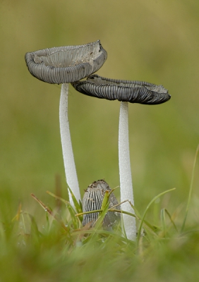 Groeide op en langs een schelpenpad in de Schoorlse Duinen.
Ik weet alleen, dat het een soort Inktzwam moet zijn.
Maar wat precies?