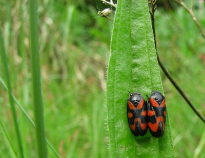 Op aandringen van mijn zoon nu zelf ook maar een account aangemaakt voor NP. De foto gemaakt tijdens een wandeling, waarbij de camera altijd mee gaat.
Dit is dus mijn eerste foto hier, ben benieuwd wat jullie er van zeggen!