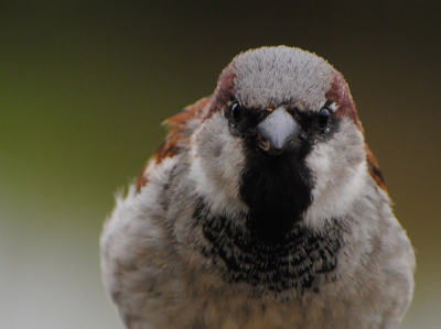 Na workshop met leerdoel natuur close-up en onderwerp los maken van achtergrond, kwam mus kijken op terras waar wij zaten. Camera gepakt en geschoten. Poten niet scherp door te 'verkeerd' diafragma daarom gecropt. Mus komt wel binnen op foto.