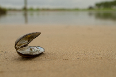 Omdat de grond kletsnat was van de aanhoudende regen, wilde ik niet plat op mijn buik. Uit de losse hand (na drie pogingen) wist ik dit mooie tafereeltje vast te leggen.