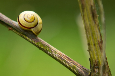 Ik wilde een foto met een zeer kleine scherptediepte. Alleen de voorkant van de schelp is scherp en toont (voor mij) verrassend veel tekening.