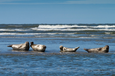 Nooit gedacht dat ik deze fantastische dieren vanaf een gewoon druk bezocht strand zou kunnen fotograferen.