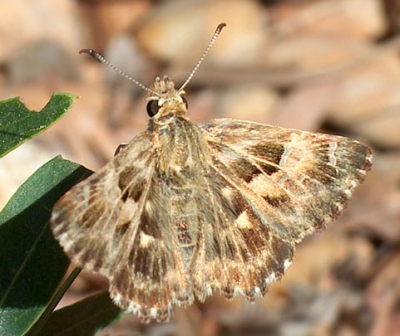 <i class='fa fa-user'></i>&nbsp;Christian&nbsp;| Kaasjeskruiddikkopje&nbsp; <i class='fa fa-eye'>&nbsp;215</i> &nbsp; <i class='fa fa-comment-o'>&nbsp;3</i>