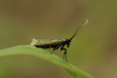 In oud eikenbos rond Es deze soort, bij het fotograferen van zevenster, gefotografeerd.