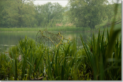 Foto gemaakt tijdens de natuurfotoworkshop in de Millinger waard vlakbij Nijmegen. Het was een regenachtige ochtend.