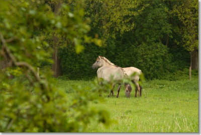 Foto gemaakt tijdens de natuurfotoworkshop in de Millinger waard vlakbij Nijmegen. Het was een regenachtige ochtend.
