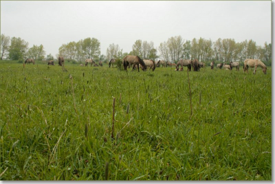 Foto gemaakt tijdens de natuurfotoworkshop in de Millinger waard vlakbij Nijmegen. Het was een regenachtige ochtend.