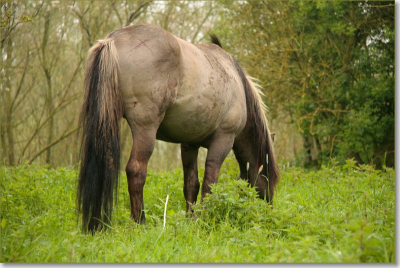 Foto gemaakt tijdens de natuurfotoworkshop in de Millinger waard vlakbij Nijmegen. Het was een regenachtige ochtend.