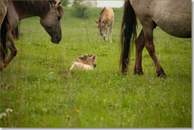 Foto gemaakt tijdens de natuurfotoworkshop in de Millinger waard vlakbij Nijmegen. Het was een regenachtige ochtend.