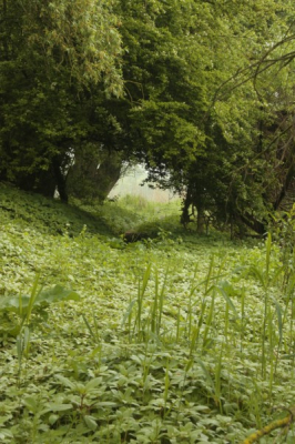 Foto gemaakt tijdens de natuurfotoworkshop in de Millinger waard vlakbij Nijmegen. Het was een regenachtige ochtend.