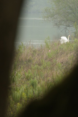 Foto gemaakt tijdens de natuurfotoworkshop in de Millinger waard vlakbij Nijmegen. Het was een regenachtige ochtend.