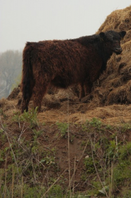 Foto gemaakt tijdens de natuurfotoworkshop in de Millinger waard vlakbij Nijmegen. Het was een regenachtige ochtend.