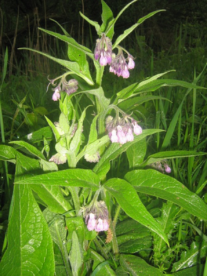 grijs, bewolkt weer. Ik heb deze bloem van heel dichtbij gefotografeerd. Ik zat daarbij op mijn hurken.
