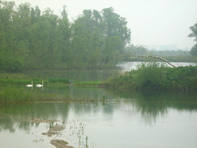 er waren hele mooie zwanen in de millingerwaard, maar steeds te ver weg om met mijn compactcamera goed op de foto te krijgen. hier kon ik net iets dichterbij komen.