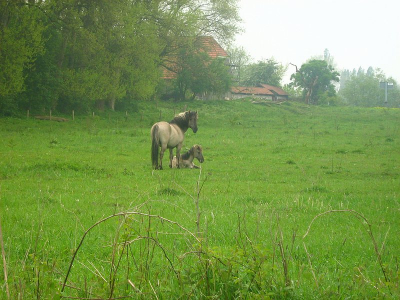 vanwege het grijze weer geprobeerd deze foto te maken met een hoge horizon. Er waren erg veel paarden, maar deze twee (moeder en kind?) stonden heel schattig apart met een mooie boerderij of zo op de achtergrond