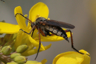 lekker in de riethaling wezen snuffelen naar insecten toen ik deze tegen kwam, je ziet ze ook veel op paarden bloemen en gele bloempjes, ik ben helaas niet zo op de hoogte van de soorten en ik heb geen boeken, wie brengt uitkomst.