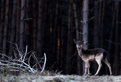 De foto is gemaakt op een bewolkte dag. Dit geeft de foto in combinatie met de omgeving ook een bepaalde sfeer; de witte takkenbos en de wat grauwe achtergrond geeft de foto naar mijn mening een "Siberisch" tintje.