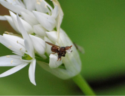Ik werd eigenlijk aangetrokken door de Daslook, en het vliegje viel me pas op toen ik de foto later bekeek... Alleen geen flauw idee wat het is?