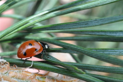 Fotoworkshop op hulshorst met nieuwe sigma objectief 50mm en tussenring weer volop aan de macrofotografie
