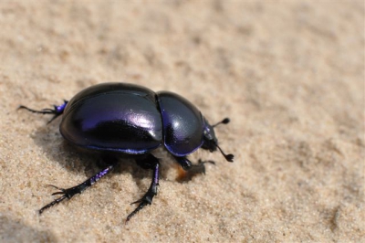 Fotoworkshop op hulshorst met nieuwe sigma objectief 50mm en tussenring weer volop aan de macrofotografie