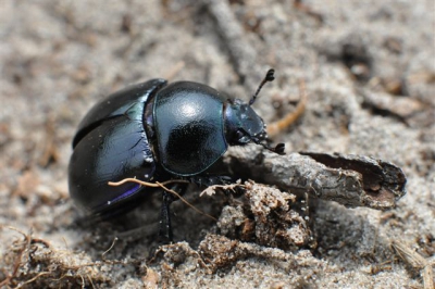 Fotoworkshop op hulshorst met nieuwe sigma objectief 50mm en tussenring weer volop aan de macrofotografie