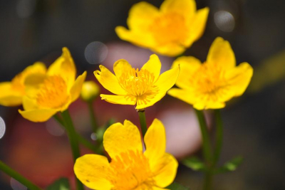 Mooi bosje dotterbloemen met op de achtergrond een rood lelieblad