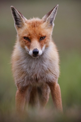 Deze vos komt met een flinke draf over het pad mijn kant op. Ik had dit niet verwacht en kon dus ook geen knappe foto schieten. Een stuk verderop blijft ze toch staan en houd mij in de gaten en ze lijkt te twijfelen van wat te doen.. Ik loop snel van haar af, uit haar zicht de duintjes in en maak mijn spulletjes gereed. Camera instellen, statief loskoppelen en de poten hiervan gebruiken als steuntje om een zo laag mogenlijk standpunt te hebben.
Ze komt twee keer even gleuren of er wat te halen viel, wat dus niet het geval was(!) dit gaf mij de kans om wat foto's te maken. Ze hield wat afstand en blijft twijfelen wat te doen. Al snel gaat ze weer verder en vervolgd ze haar weg.