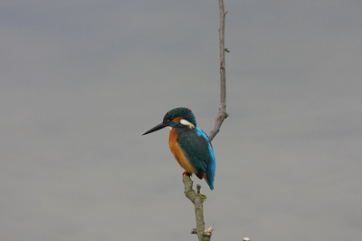De ijsvogel Foto gemaakt op 23-4-2009 met de canon 40D met  300mm