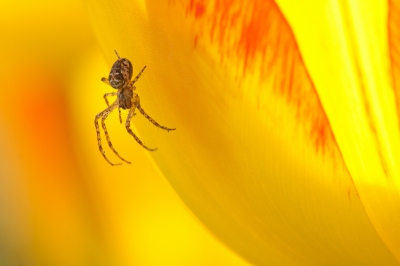 Foto nummer 2 van een spin tussen de tulpen in onze tuin.