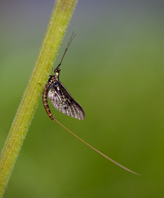 Gelukkig weer zon en dus weer druk op zoek naar libellen. Ondertussen kwam ik deze eendagsvlieg tegen ondanks dat er nog wel veel wind stond is de opname nog gelukt lijkt mij.  Heb altijd iets met eendagsvliegen, je zult je dag maar niet hebben en eendagsvlieg zijn.