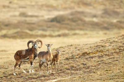 Vanochtend foto's kunnen maken van moeflons. Jammer dat ze wat slordig in hun jas zitten. 

Meer foto's en verhalen op mijn nieuwe weblog: http://rene-visser.blogspot.com