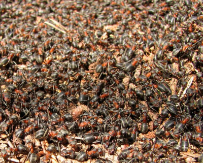 Het lijkt een grote chaos maar in werkelijkheid is het ��n geordend geheel. Deze mieren, hoe klein hun herseninhoud ook is, werken met duizenden samen als 1 organisme! Daar kunnen wij nog wat van leren.