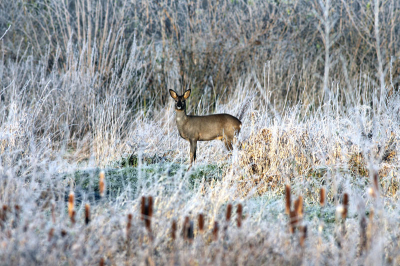 Eigenlijk op zoek naar vogels spotte ik dit ree (naar later bleek 1 van 2). Ben stil gaan staan en we hebben 5 minuten rustig kunnen kijken naar elkaar. Winters koud en helder weer.