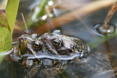 heleboel kikers in de vijver, maar (nog) geen dril!