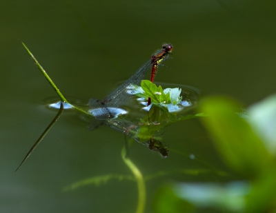 Ben zelf wel content met deze foto omdat zo mooi te zien is dat het vrouwtje onder water ligt en de eitjes in een waterplant afzet.