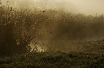Prachtig hoe de zon het riet aanlicht door de mist heen.