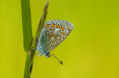 Dit blauwtje had de slaapplaats al weer opgezocht.
De foto is uit de hand genomen.